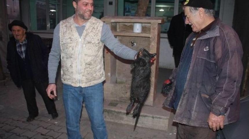 Su Maymunu Edirnelileri Tedirgin Etti