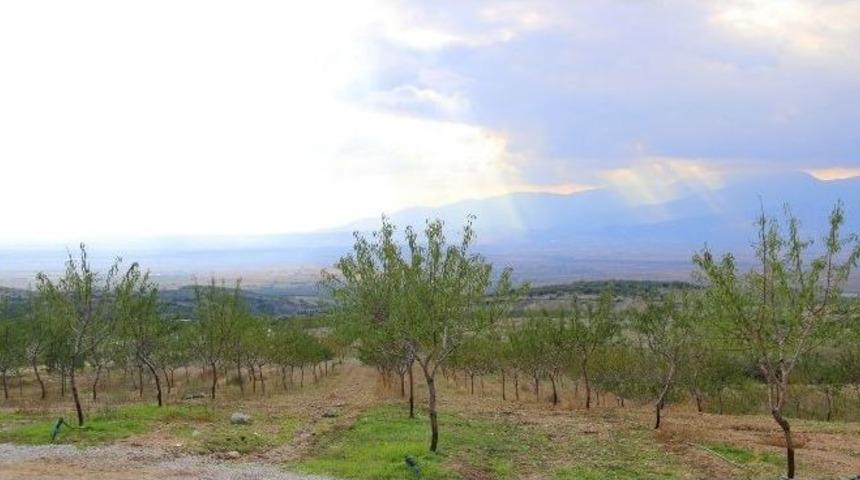 Ege&rsquo;nin En B&uuml;y&uuml;k Badem Bah&ccedil;esi Bu Yaz İlk Meyvelerini Verecek