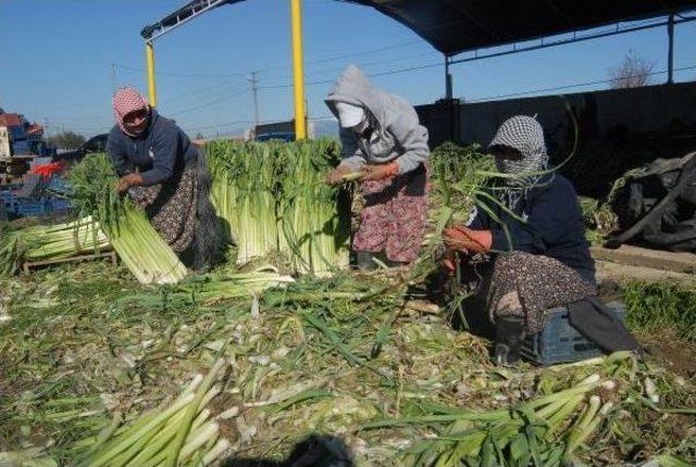 Soğuk, Tarladaki Ürünleri De Dondurdu