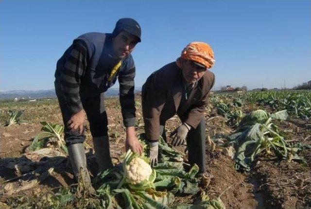 Soğuk, Tarladaki Ürünleri De Dondurdu