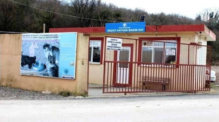 Biga Belediyesi Hayvanlara Sahip &Ccedil;ıkıyor