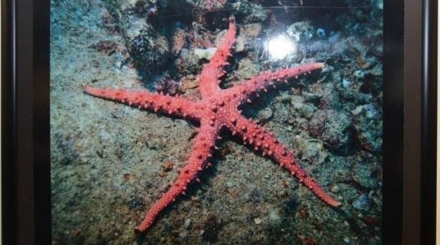 Sualtındaki Canlılar Sergilendi