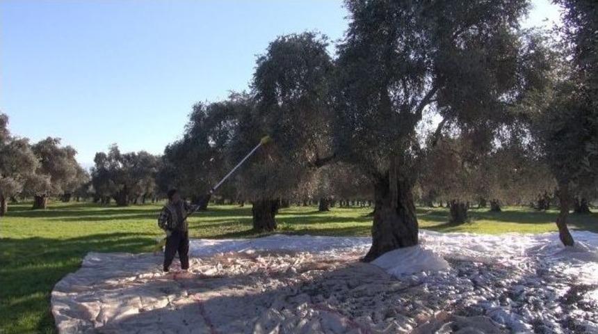 Zeytin Sezonu Ağır Kış Şartlarına Rağmen S&uuml;r&uuml;yor