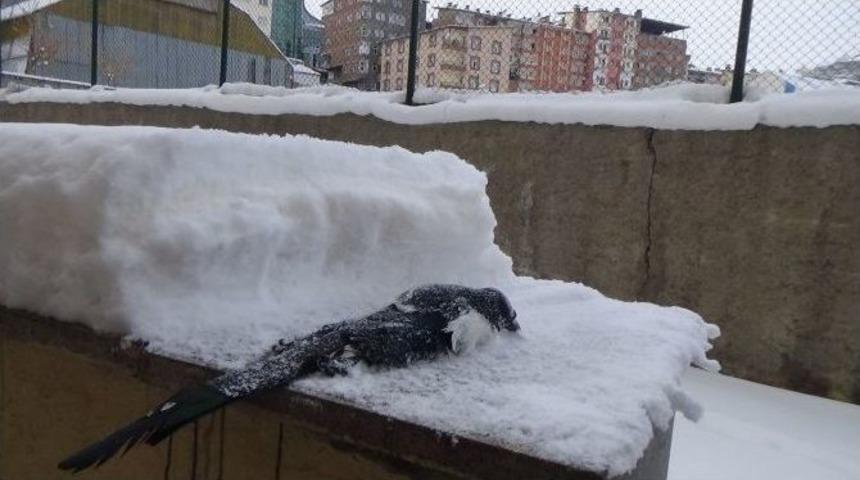 Dondurucu Soğuklara Saksağanlar Bile Dayanamadı