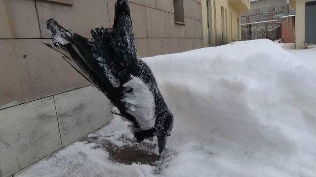 Dondurucu Soğuklara Saksağanlar Bile Dayanamadı 1