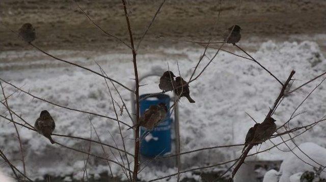 Dondurucu Soğuklara Saksağanlar Bile Dayanamadı 2