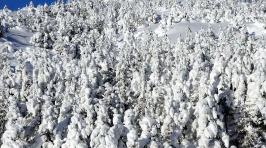 Ormanda Kar G&uuml;zelliği