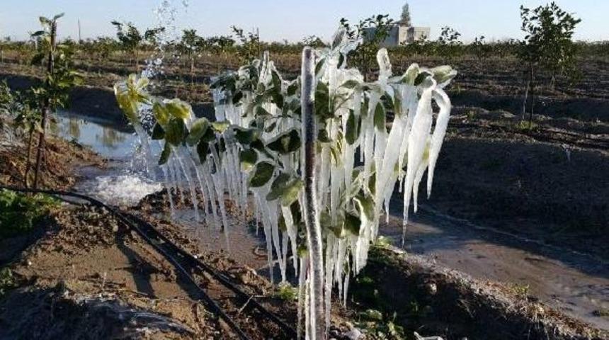 Mersin'de &Uuml;reticinin Don &Ouml;nlemi