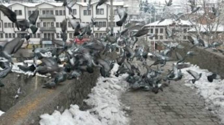 G&uuml;vercinlerin Yem Kapma Yarışı