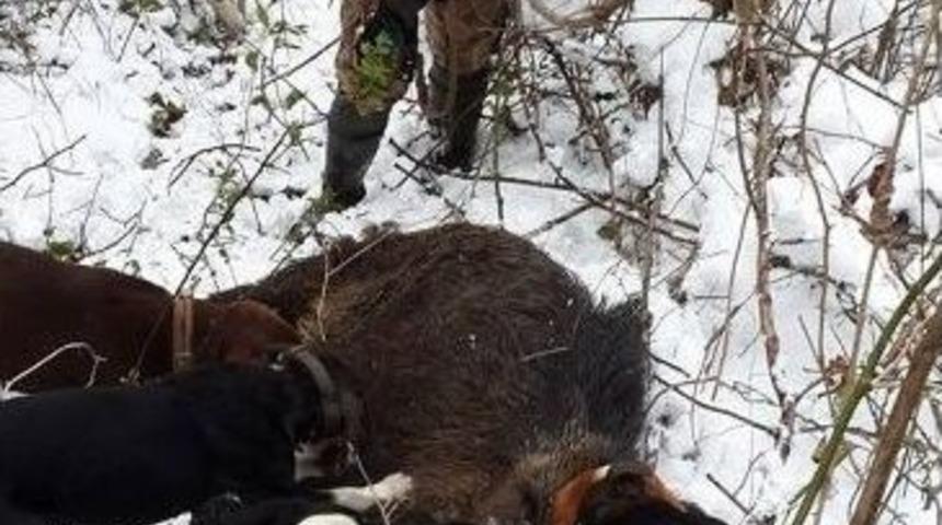 Avcılar Domuzlara Ge&ccedil;it Vermiyor