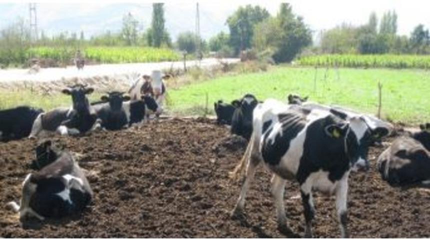 &Ouml;demiş Ticaret Borsası&rsquo;nda İşlem Hacmi 705 Milyon Liraya Y&uuml;kseldi