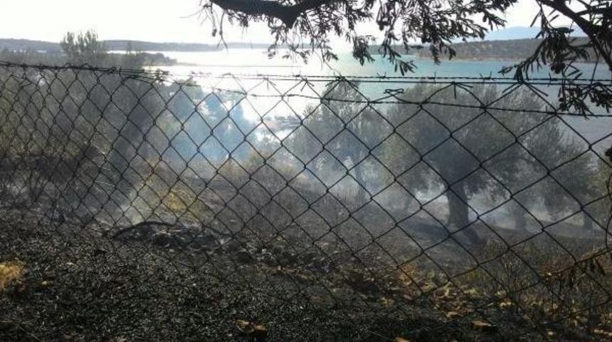 İzmir'de 7 D&ouml;n&uuml;ml&uuml;k Zeytinlik Alan Yandı