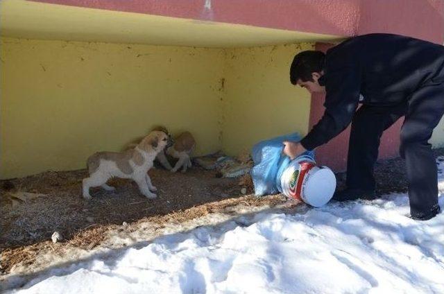 Şuhut Belediyesi Soğuk Havada Sokak Hayvanlarını Unutmadı 1