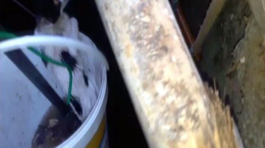 Su Kuyusuna D&uuml;şen Kedi Kurtarıldı