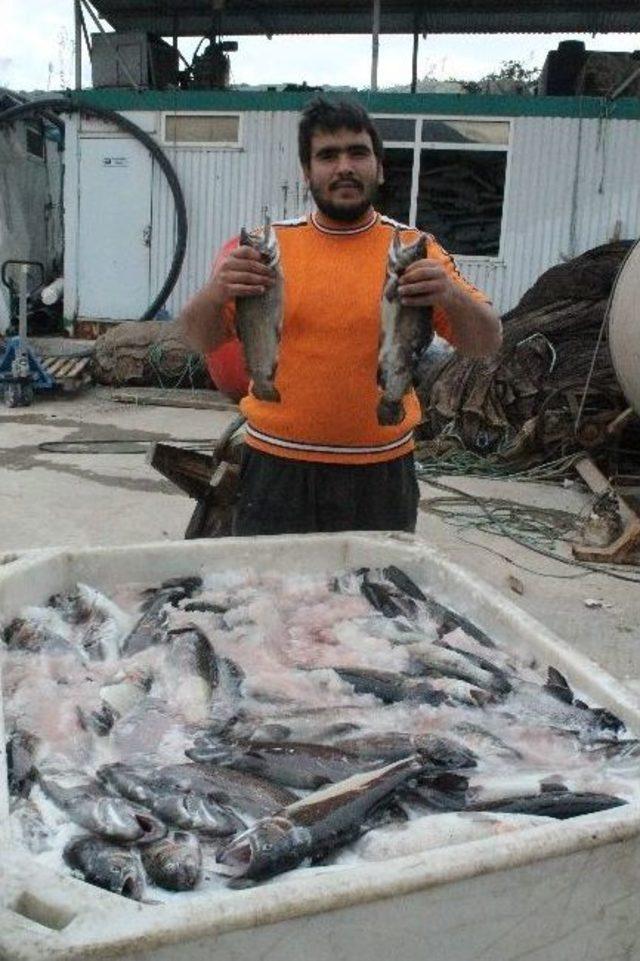 Hamsi Kültür Balıkçılığını Vurdu