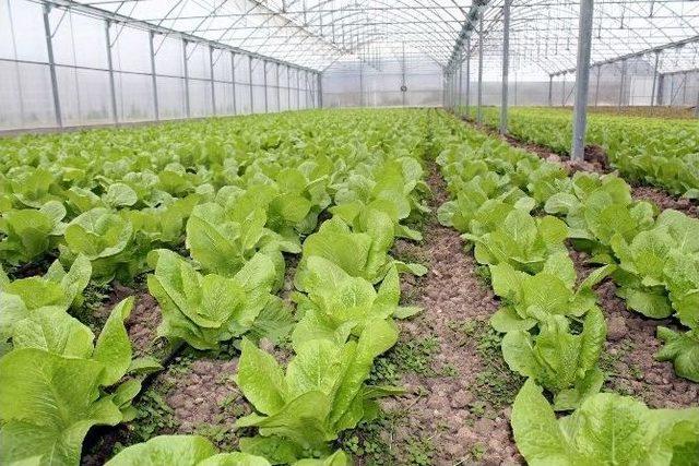 Trabzon&rsquo;da Gen&ccedil; Girişimciler Tarımı Sevdi 1