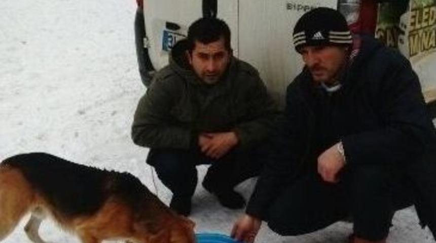 Kozlu Belediyesi Hayvanları Unutmadı