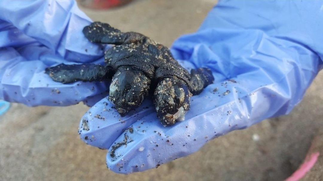 &Ccedil;ift Başlı Yavru Deniz Kaplumbağa G&ouml;renleri Şaşırttı