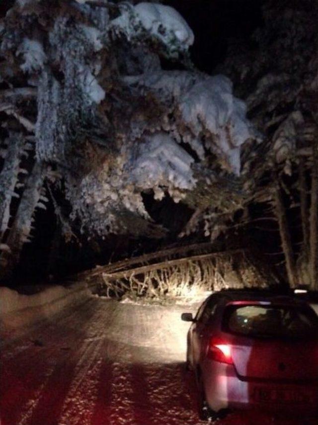 Uludağ Yolu’nda 5 Ağaç Devrildi, Yol Trafiğe Kapandı