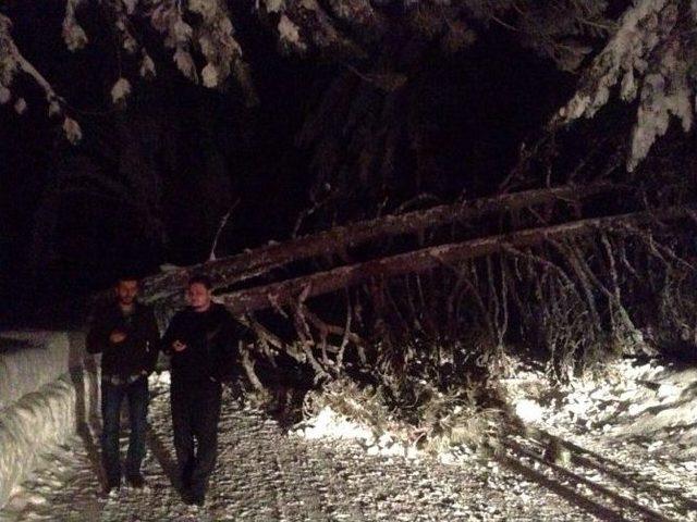 Uludağ Yolu’nda 5 Ağaç Devrildi, Yol Trafiğe Kapandı