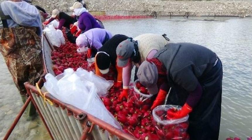 (&ouml;zel Haber) &rsquo;kırmızı Altın&rsquo; Turp Sezonu Başladı