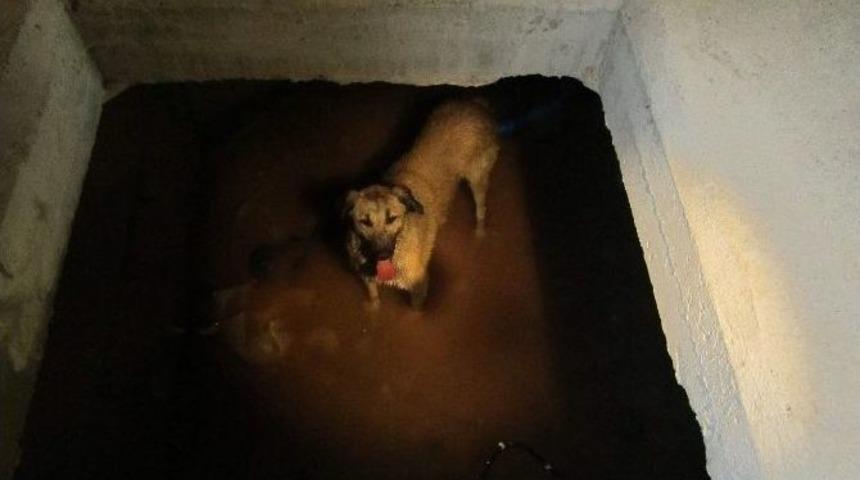 Kuyuya D&uuml;şen K&ouml;pek Kurtarıldı