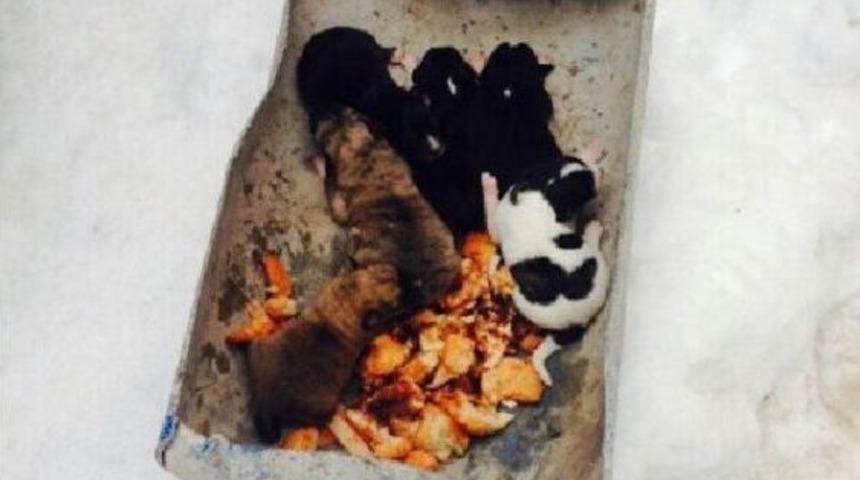 4 G&uuml;nl&uuml;k 6 Yavru K&ouml;peği Donmaktan Kurtarıldı