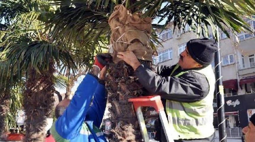 Palmiyelere &Ouml;rt&uuml;, Sokak Hayvanlarına Yem