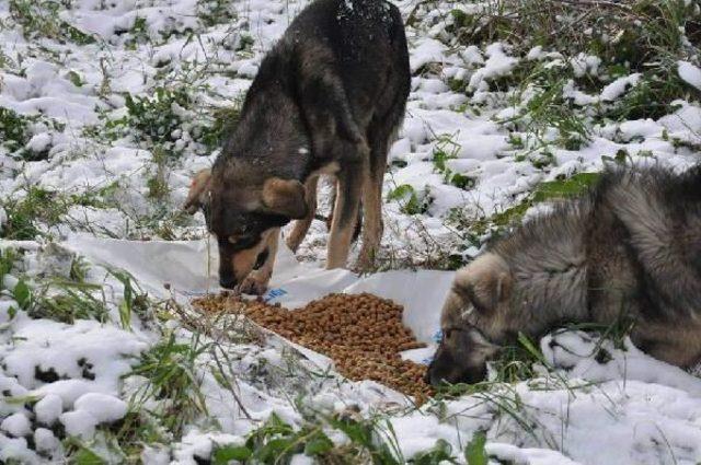 Palmiyelere &Ouml;rt&uuml;, Sokak Hayvanlarına Yem 1
