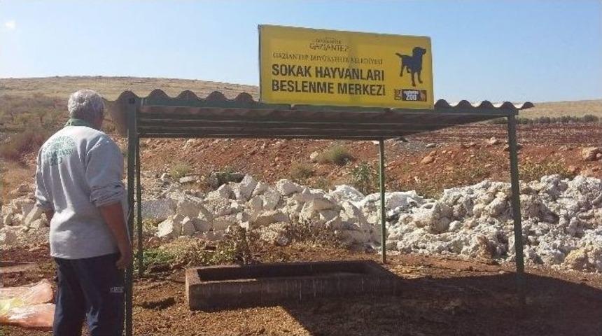 Sokak Köpeklerine Sahip Çıkılıyor