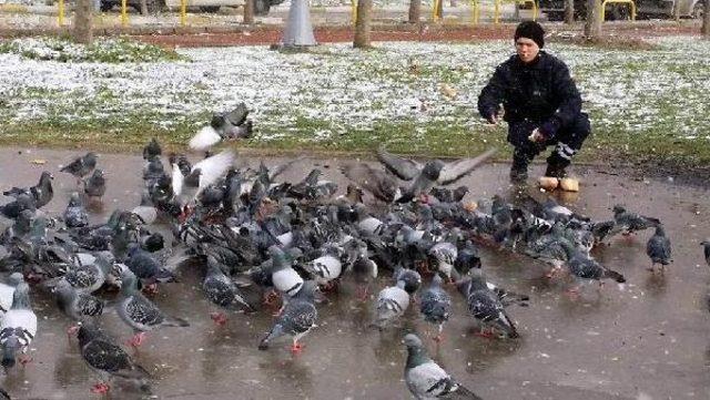 Palmiyelere &Ouml;rt&uuml;, Sokak Hayvanlarına Yem 2