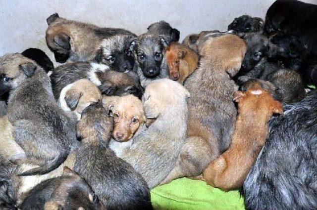 Palmiyelere &Ouml;rt&uuml;, Sokak Hayvanlarına Yem 3