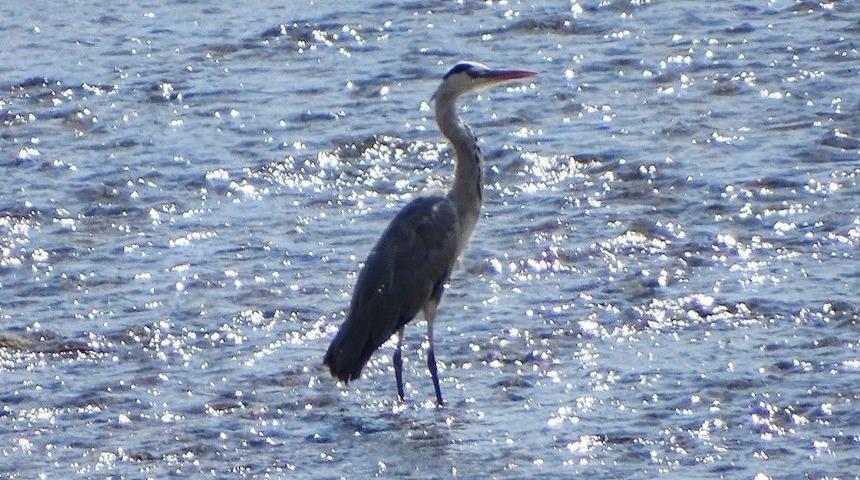 &Ccedil;ay Ortasındaki Balık&ccedil;ıl Kuşu İlgi Odağı