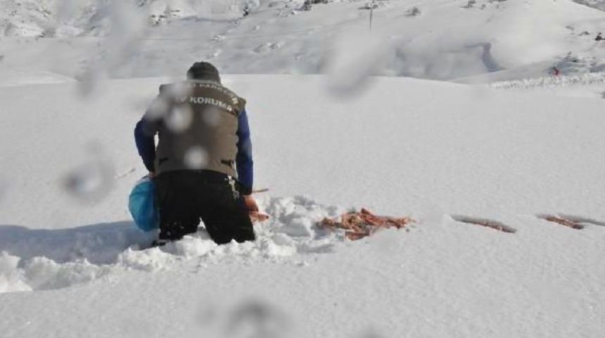 Şırnak'ta Yaban Hayvanları I&ccedil;in Doğaya Yem Bırakıldı
