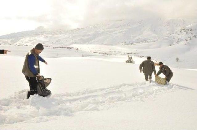Şırnak ta Yaban Hayvanları I&ccedil;in Doğaya Yem Bırakıldı 3