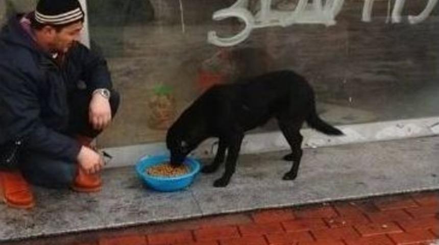 Kozlu Belediyesi Sokak Hayvanlarını Unutmadı