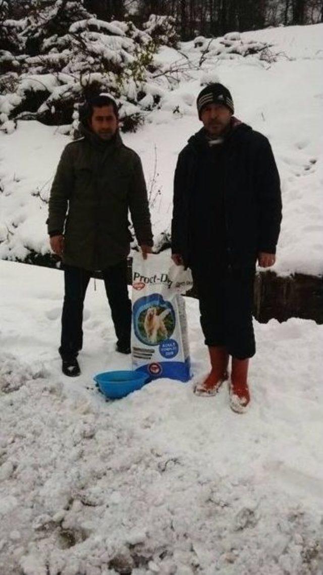 Kozlu Belediyesi Sokak Hayvanlarını Unutmadı 1