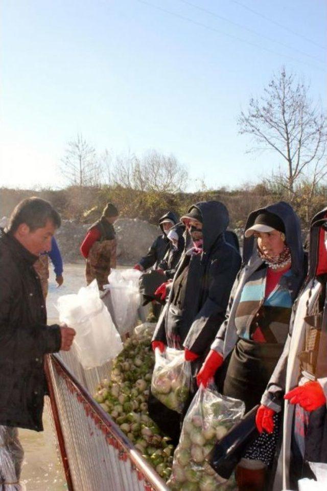 Yağmurdan Turp Üretimine 10 Milyon Liralık Zarar