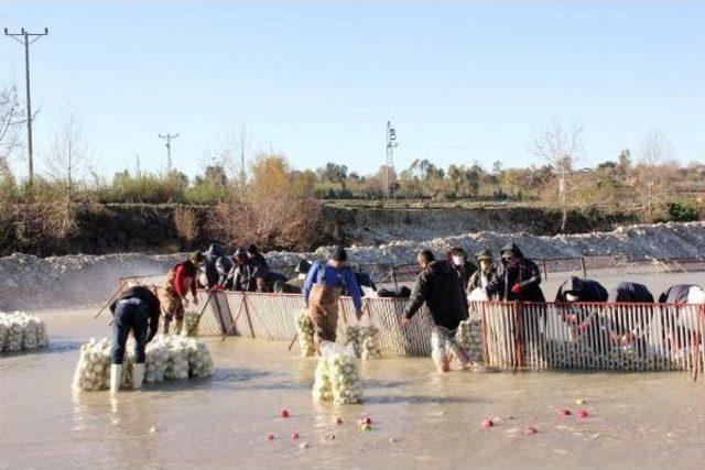 Yağmurdan Turp Üretimine 10 Milyon Liralık Zarar