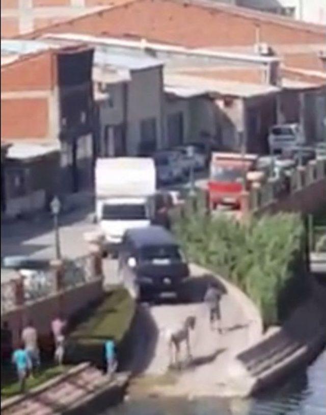 Porsuk &Ccedil;ayı&rsquo;na D&uuml;şen Sahipsiz Atı Vatandaşlar Kurtardı 1