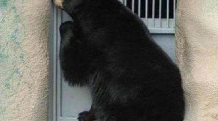 Konya'da, 'yerleşim Yerine Ayı Indi' Ihbarı Asılsız &Ccedil;ıktı