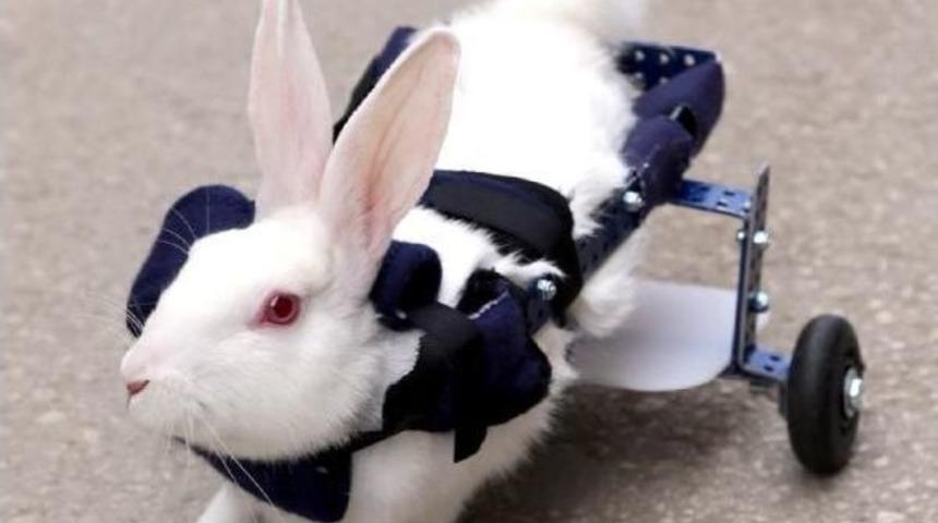 FEL&Ccedil;Lİ TAVŞANA Y&Uuml;R&Uuml;TE&Ccedil; TAKILDI