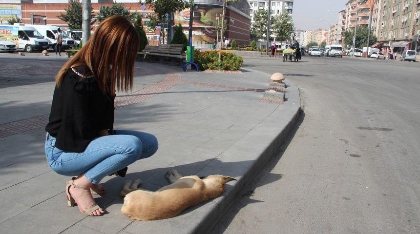 Hasta K&ouml;pek Tedavi Altına Alındı