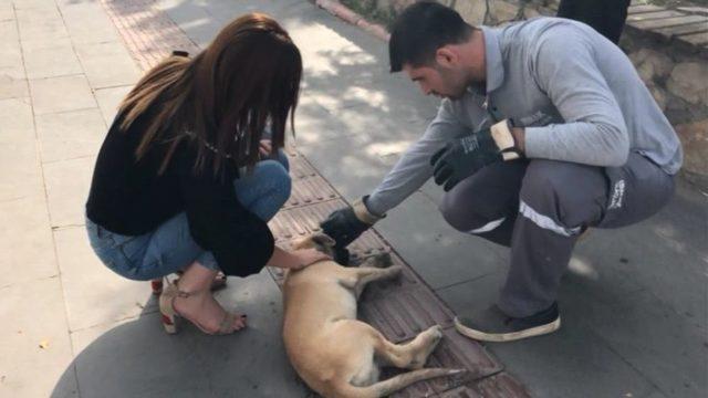 Hasta Köpek Tedavi Altına Alındı