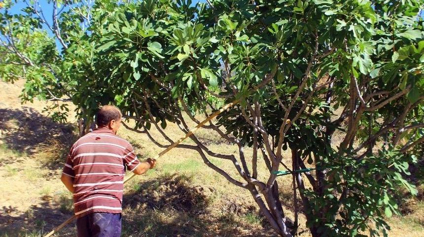 İncirde Hasat Sezonu Sona Erdi, Altın Yılını Yaşayan &Uuml;retici Mutlu