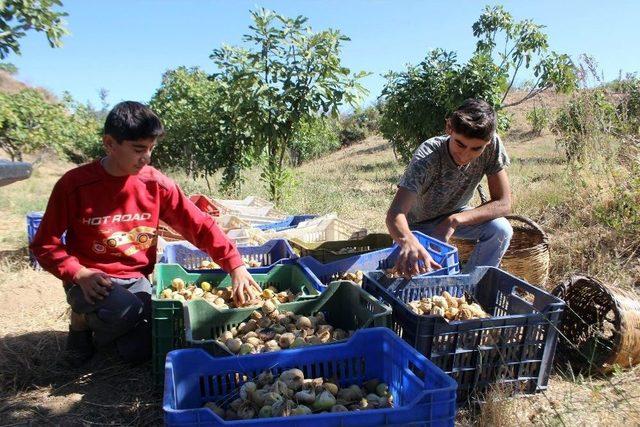 İncirde Hasat Sezonu Sona Erdi, Altın Yılını Yaşayan Üretici Mutlu