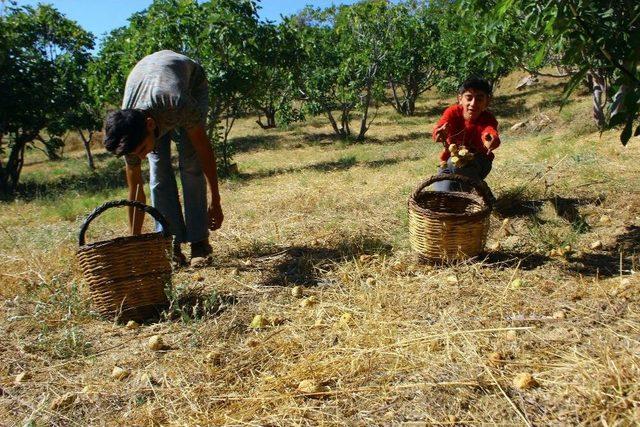 İncirde Hasat Sezonu Sona Erdi, Altın Yılını Yaşayan Üretici Mutlu