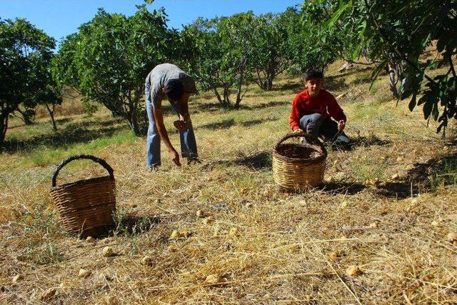 İncirde Hasat Sezonu Sona Erdi, Altın Yılını Yaşayan Üretici Mutlu