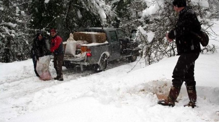 Yaban Hayvanları İ&ccedil;in Doğaya Yem Bırakıldı