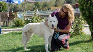 Maganda Kurşunuyla Ayağını Kaybeden Sibirya Kurdu Hayata Tutundu